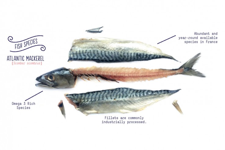Les arêtes de poisson, considérées comme un déchet en France, sont pourtant très riches en valeurs nutritives